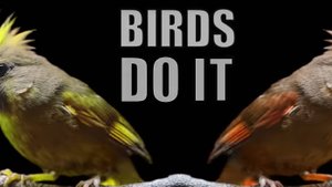 KONGOS - Birds Do It