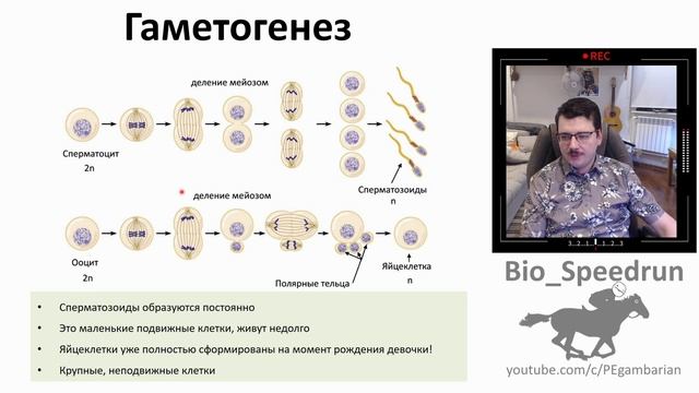 21. Половая система (Speedrun анатомия 8 класс, ЕГЭ, ОГЭ 2021) смотреть онлайн