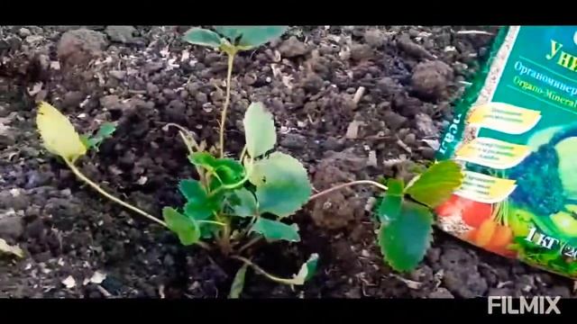 Сажаем "Медовую" клубнику смотреть онлайн