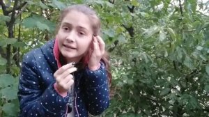 Почему кошкам нельзя спать на батареях