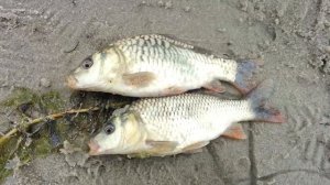 Рыбалка на карасей и карпов на озере Южное, недалеко от Ялуторовска, тюменская область