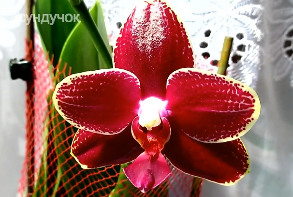Орхидея phalaenopsis Sogo Relex 1671. Домашнее цветение. Зачаровывающий леденец..mp4