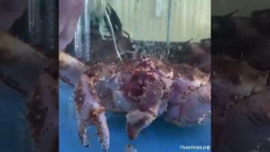 Камчатский краб. Кормление в аквариуме.