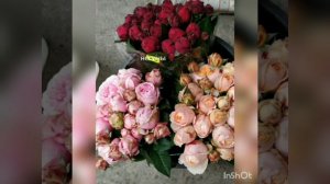 розы  премиум класса осень 2022 года