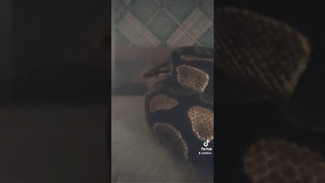 Всем привет от Нормана! / королевский питон. смотреть онлайн