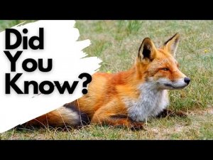 Things you need to know about RED FOXES! Funny Animal Video.mp4