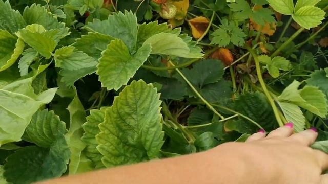 Камрад Победитель. Крупноплодный, вкусный?