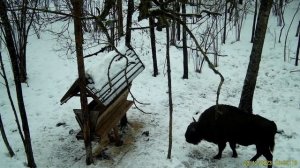зубр на кормушке