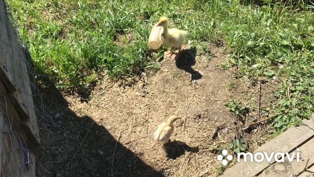 Утки индийские бегунки очень быстро смешно бегают смотреть онлайн