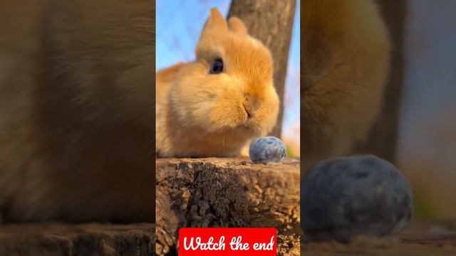 Cute Yellow Rabbit Eating Black Berry