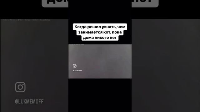 Что делает кот когда один дома