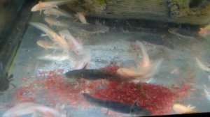 Ужин аксолотлей