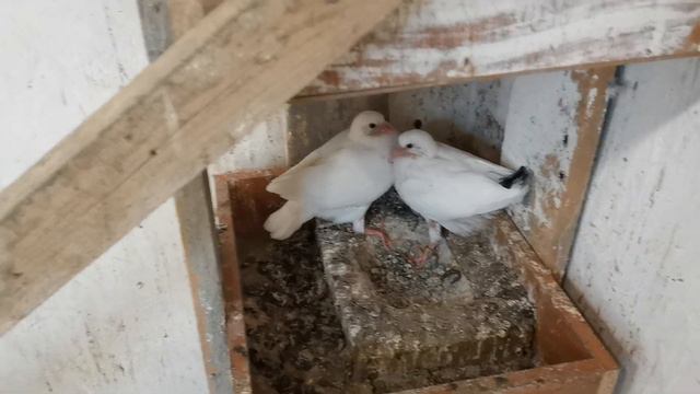 Мои пискуны и портулак голубям/Purslane weed to pigeons and my little pigeons смотреть онлайн