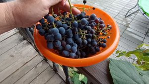 Домашний виноград.Только через Сбербанк