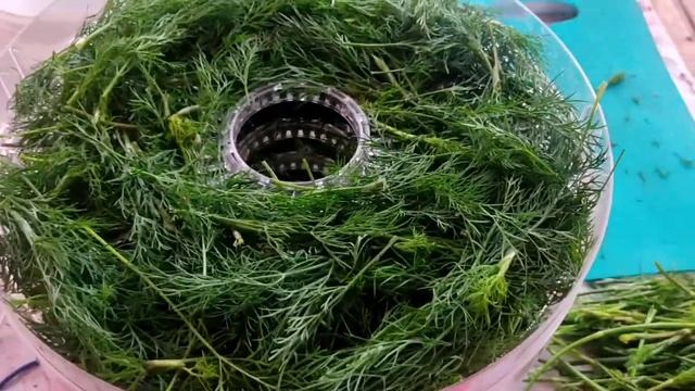 Сушим зелень на зиму. Заготовки в сушилке.Что я делаю с луком,который пошёл в стрелку.#ПоварОтБога