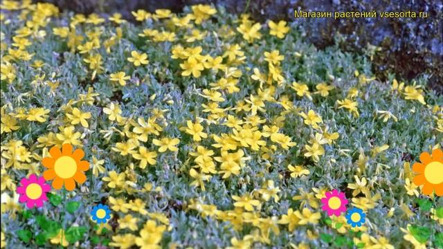 Зверобой жимолостелистный Елстид. Краткий обзор, описание характеристик hypericum ? inodorum Elstea смотреть онлайн