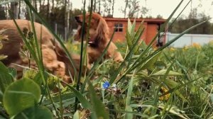 Шаликово 2020