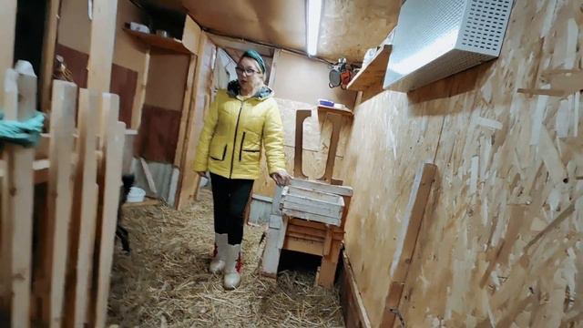 ОТПРАВИЛИ КОЗОЧЕК НОВЫМ ХОЗЯЕВАМ. НАЧИНАЕМ ДОИТЬ КАМЕРУНКИ.
