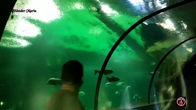 MOSKVARUIM A UNIQUE PLACE IN MOSCOW/OCEANARIUM MOSCOW смотреть онлайн