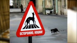 КОТЫ И КОШКИ ЭРМИТАЖА В САНКТ-ПЕТЕРБУРГЕ // Я Короче Узнал