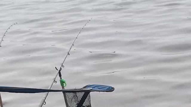 Осенний фидер)Рыбалка на чигиринском водохранилище в конце октября)#рыбалка #лещ #чигиринка#осень смотреть онлайн