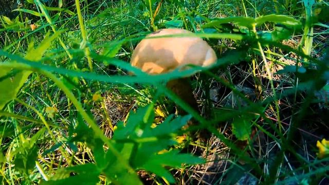 ЛУЧШЕ МАСЛЁНОК В РУКЕ, ??? ЧЕМ БЕЛЫЙ В НЕБЕ. смотреть онлайн