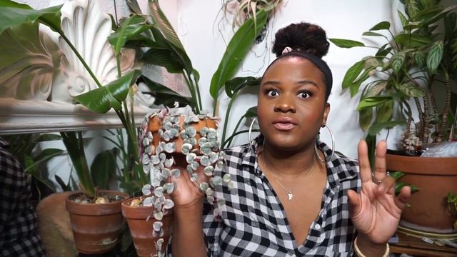 6 Month Variegated String Of Hearts Update + Care | Ceropegia Woodii Variegata - NaturesPlanters смотреть онлайн