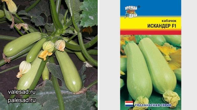 ЭТИ 10 КАБАЧКОВ ЗАВАЛЯТ УРОЖАЕМ! Посадите их - не пожалеете. смотреть онлайн
