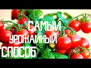 УРОЖАЙНЫЙ СПОСОБ ПОСАДКИ ПОМИДОР РАССАДОЙ