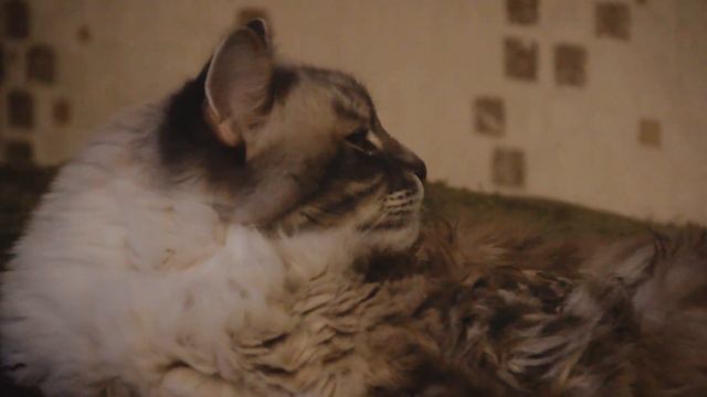 Старый Новый Год. Здравствуйте, я Пуся🐱🐈