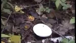 Рядовки - Говорушки дымчато - серые и белые. Ложные рядовки