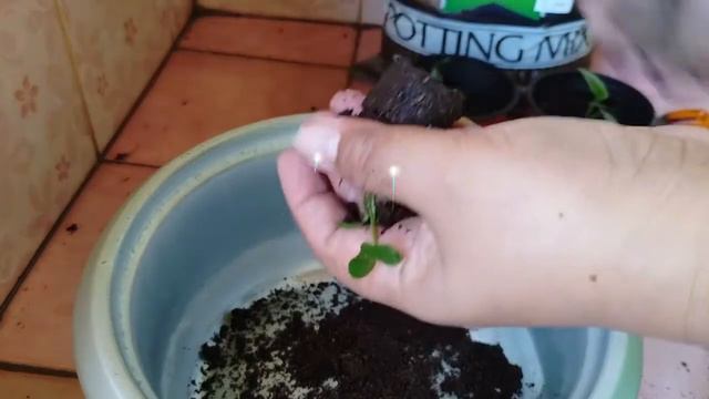 Repotting my Anthurium Foliage seedlings смотреть онлайн