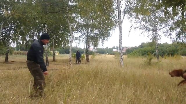 Собаководство и кинология. Учим собаку Китайский Шар-Пей защищать хозяина 2018 смотреть онлайн