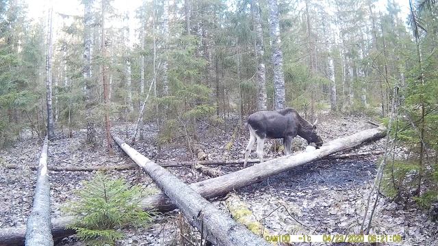 Дикий лось(сохатый) пришел на солонец для лося|Лось(bull moose) на солонце часть №3 смотреть онлайн