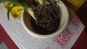 Как пересадить кливию / Деление и пересадка кливии
