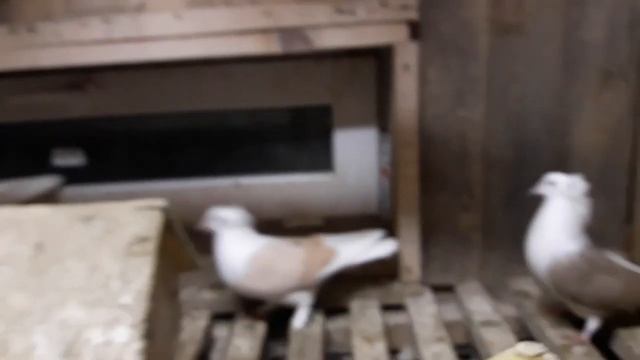 БОЙНЫЕ ГОЛУБИ АНДРЕЯ, г.  Стерлитамак