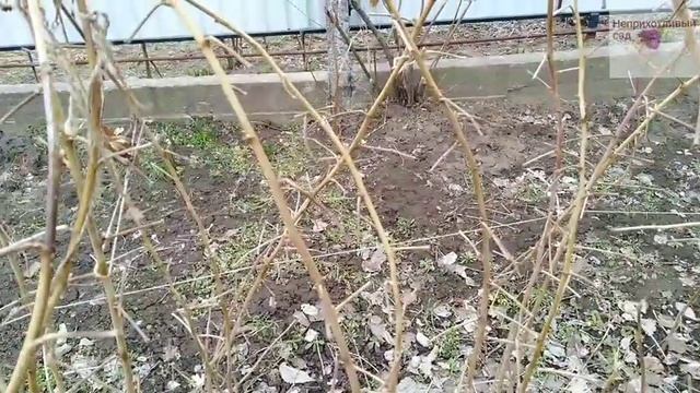 Обрезка малины весной. Неприхотливый сад смотреть онлайн