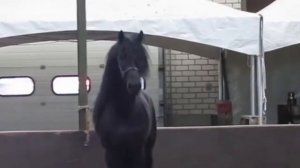 Клип "Ускакала в поле молодая лошадь"