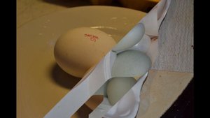 Как проще проверить оплод перед инкубацией?