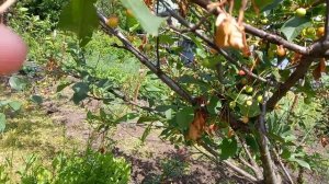 Заболела вишня #вишня#заболела #больная#сад #дача #огород #вишенка #помогите #совет#посоветуйте