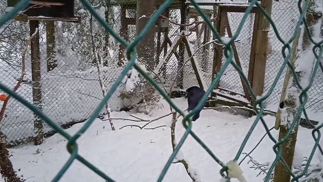 Вороны. Северный зоопарк. смотреть онлайн