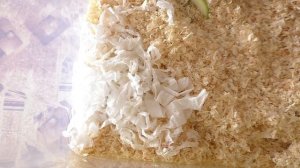 ХОМЯЧАТА ВПЕРВЫЕ ЕДЯТ КАШУ / ХОМКИ СТЕША ПСИХУЕТ/ ПЕРВЫЙ ПРИКОРМ ХОМЯЧАТ КЕМПБЕЛЛА / Alisa Easy Pet