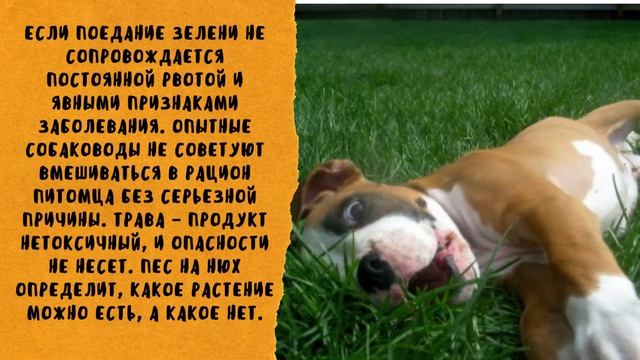 Почему собака есть траву. Основные причины. Какую траву можно есть собакам.