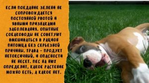 Почему собака есть траву. Основные причины. Какую траву можно есть собакам.