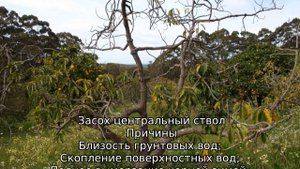 Засыхает яблоня весной: что делать