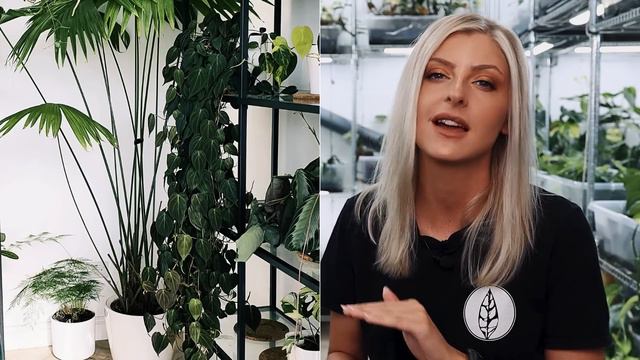 My TOP 10 Philodendron of ALL TIME! смотреть онлайн