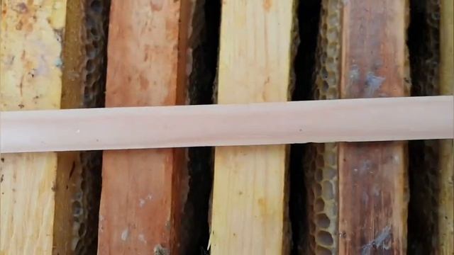 Январский осмотр пчел. Канди. Первая зимовка 2020! смотреть онлайн