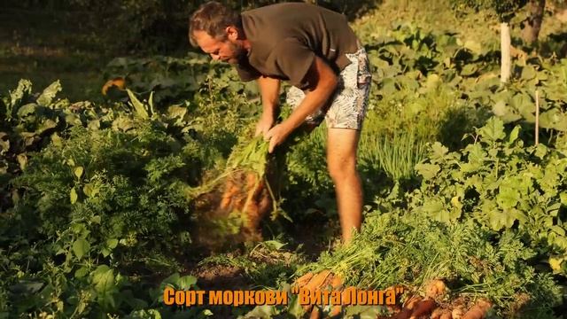 Поспешите сделать эти работы до холодов. Осенние хлопоты.