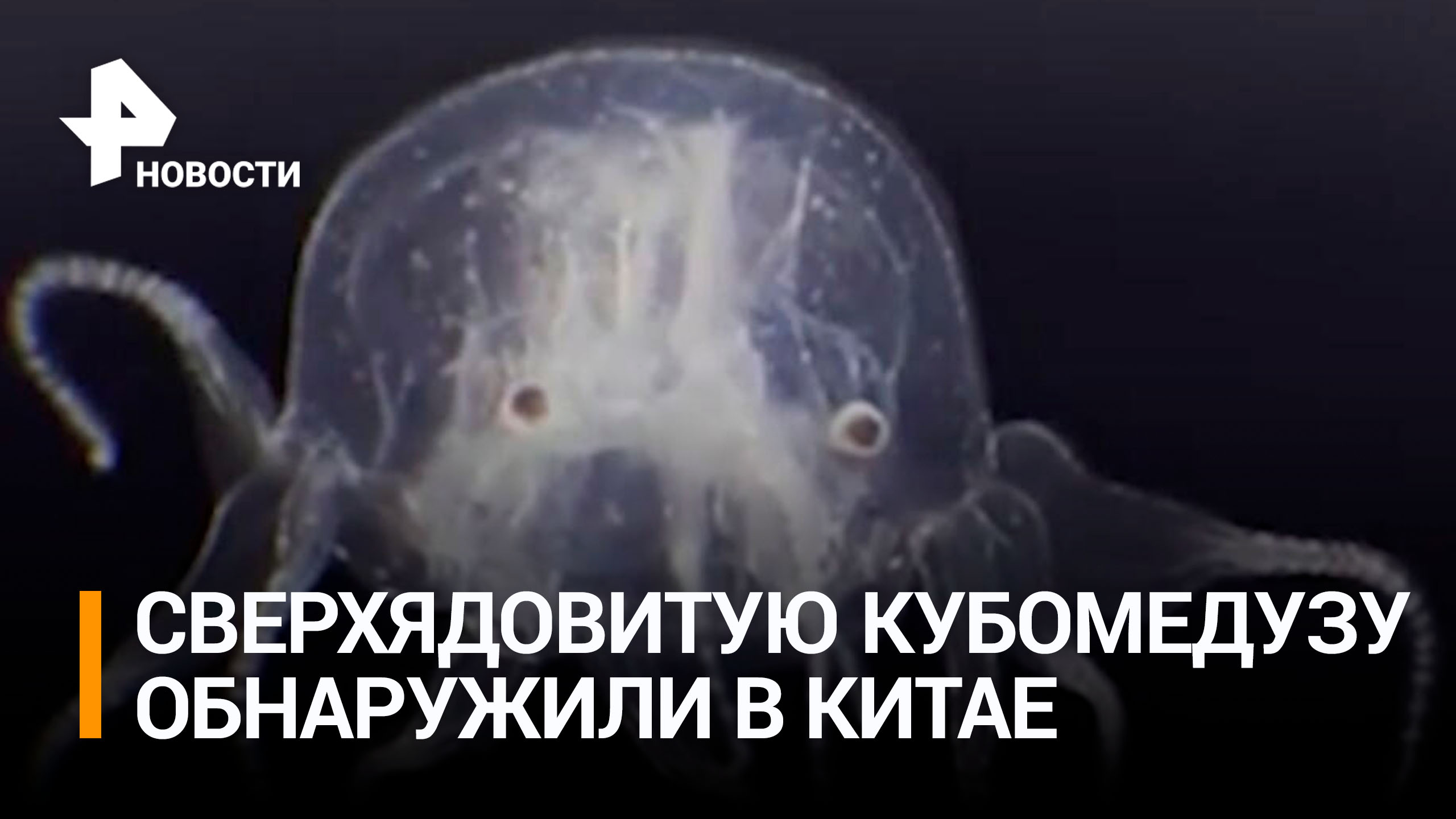 24 глаза и три щупальца: сверхъядовитую медузу, вызывающую паралич, обнаружили в Гонконге / РЕН