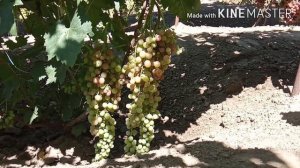 Ультрораний и ранний виноград.